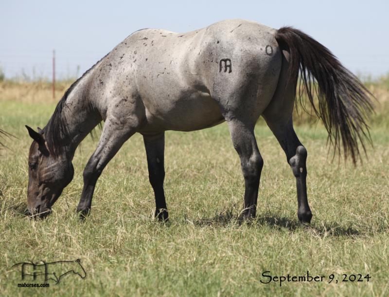 Wyo Bones MA's 2022 Roan Stallion